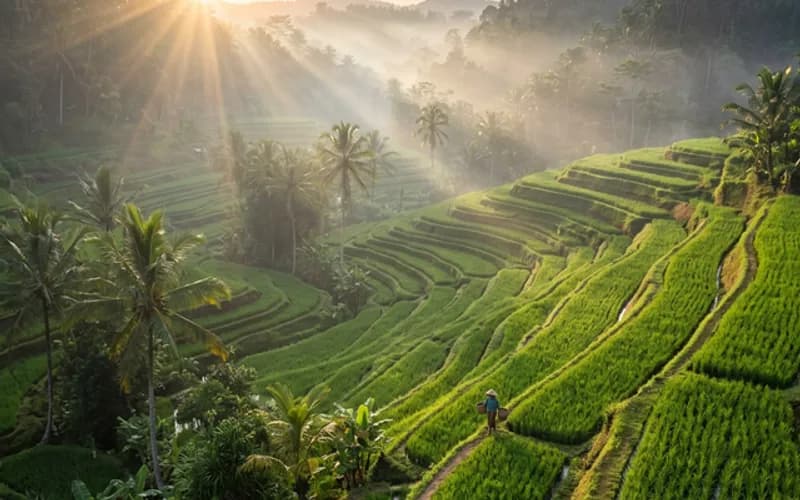 Ubud Nature & Culture Tour - Komodo Labuan Bajo Phinisi Boat Tour Package